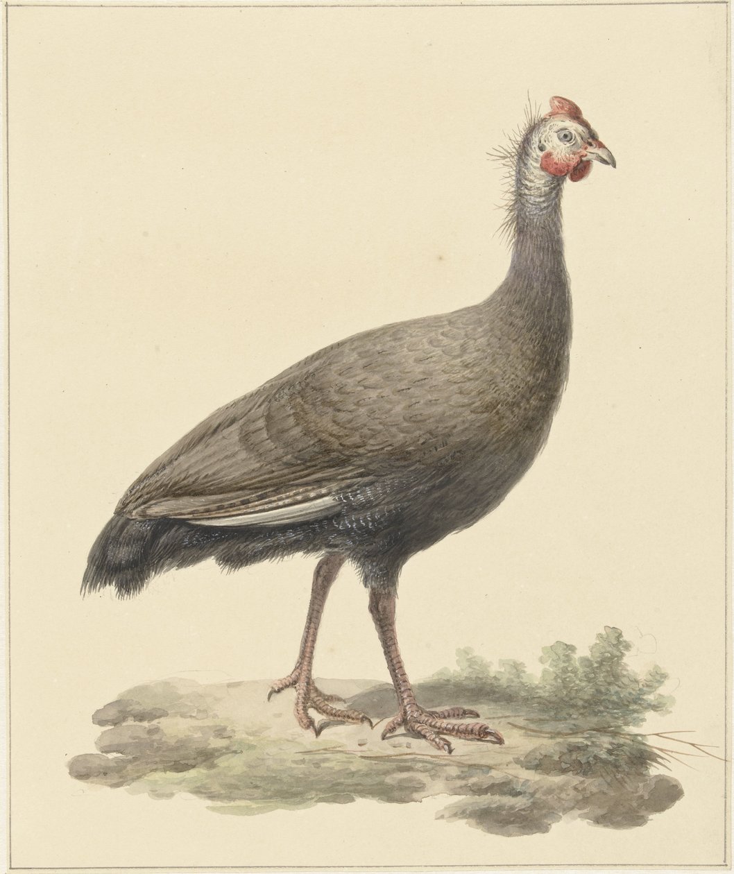 Helmparelhoen af Pieter Pietersz. Barbiers