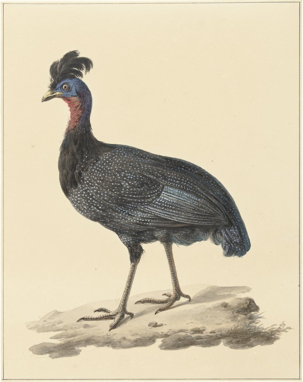 Krevet perlehøns af Pieter Pietersz. Barbiers