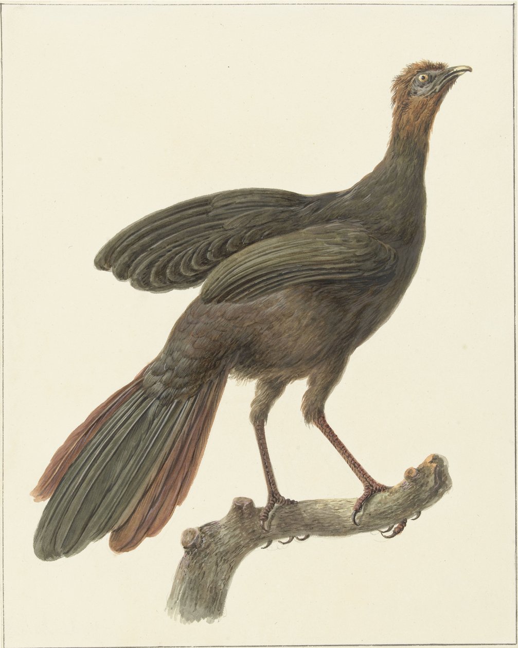 Kuifsjakohoen (Penelope purpurascens) af Pieter Pietersz. Barbiers