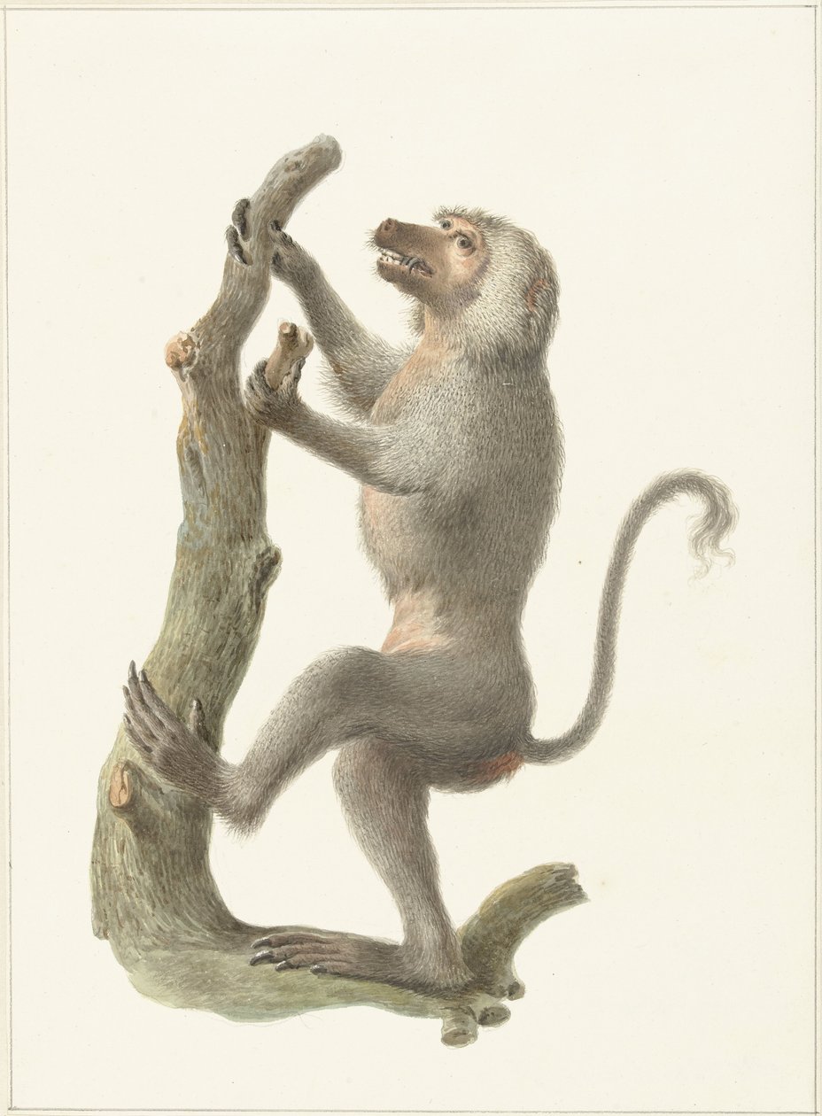 kappebavian af Pieter Pietersz. Barbiers
