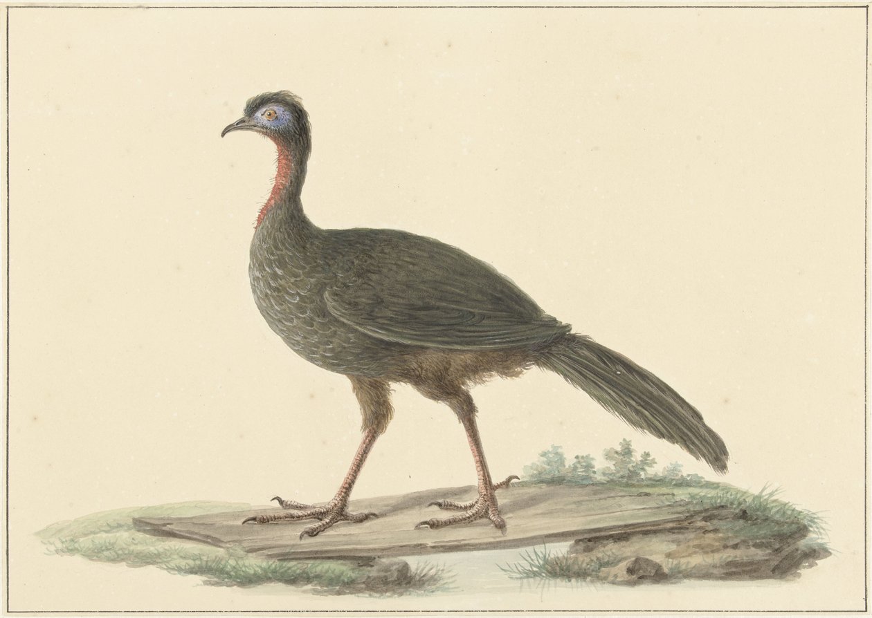 Marailsjakohoen (Penelope marail) af Pieter Pietersz. Barbiers