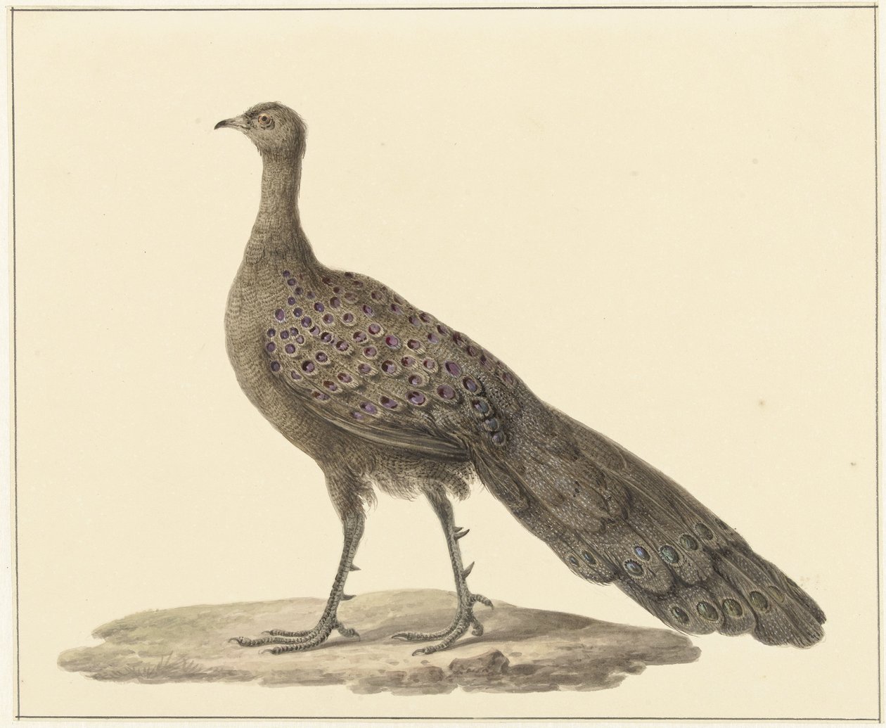 Spiegelpauw af Pieter Pietersz. Barbiers