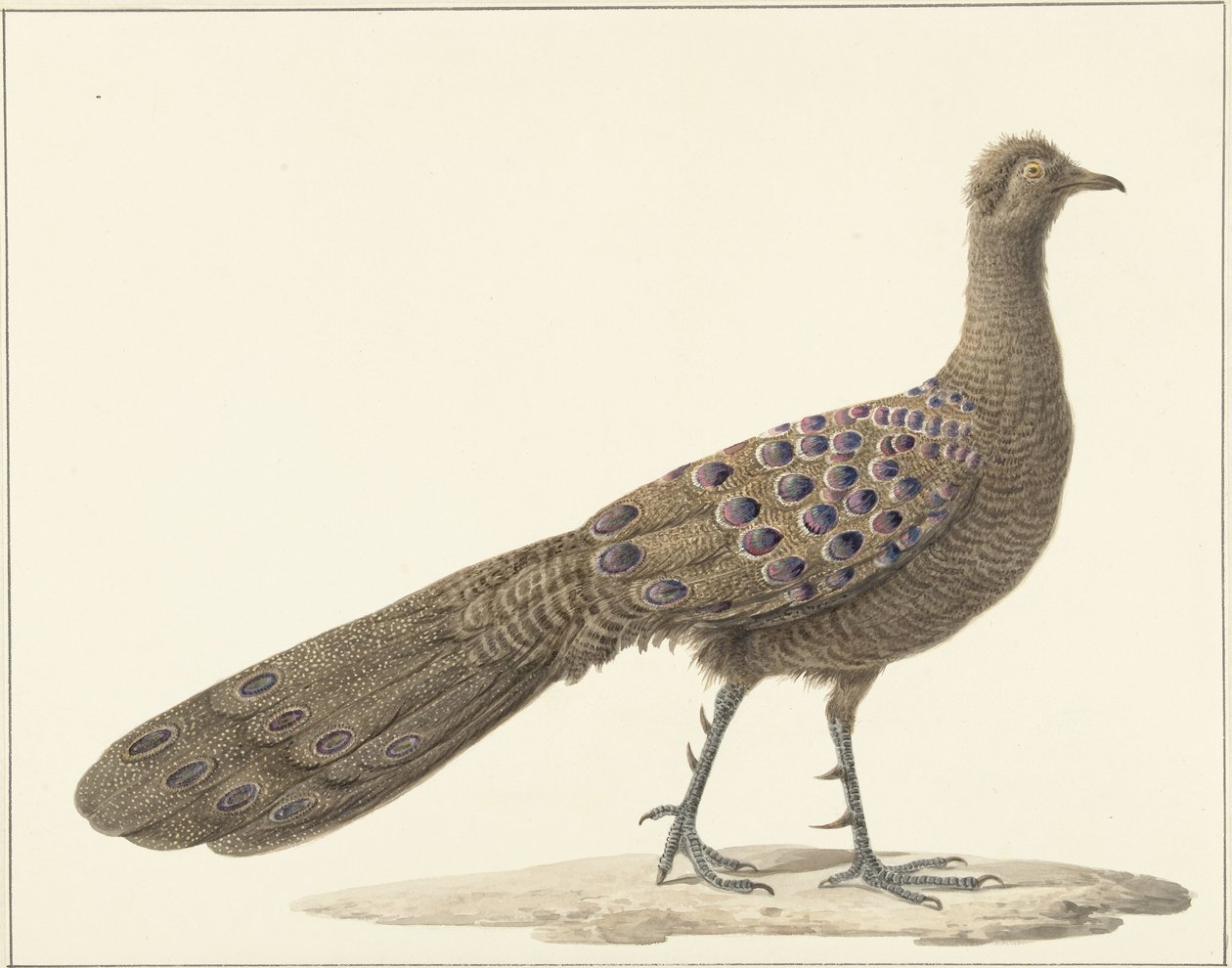 Spiegelpauw af Pieter Pietersz. Barbiers