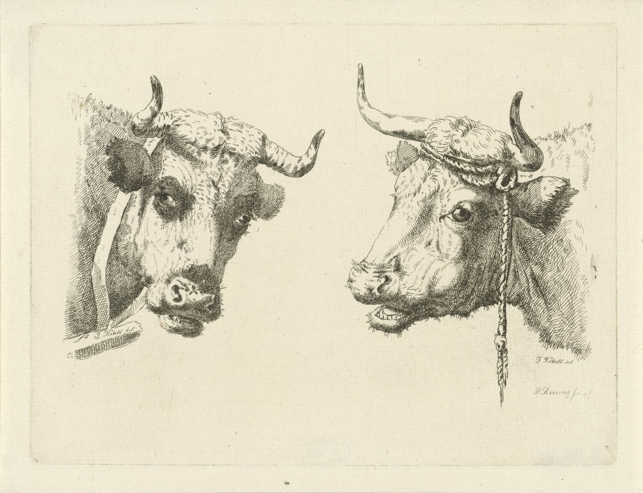 To kohoveder af Pieter Roosing