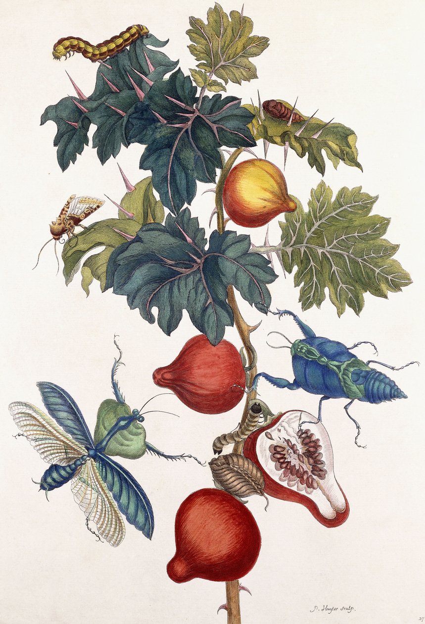 Metamorfose af forskellige insekter, 1726 af Pieter Sluiter or Sluyter