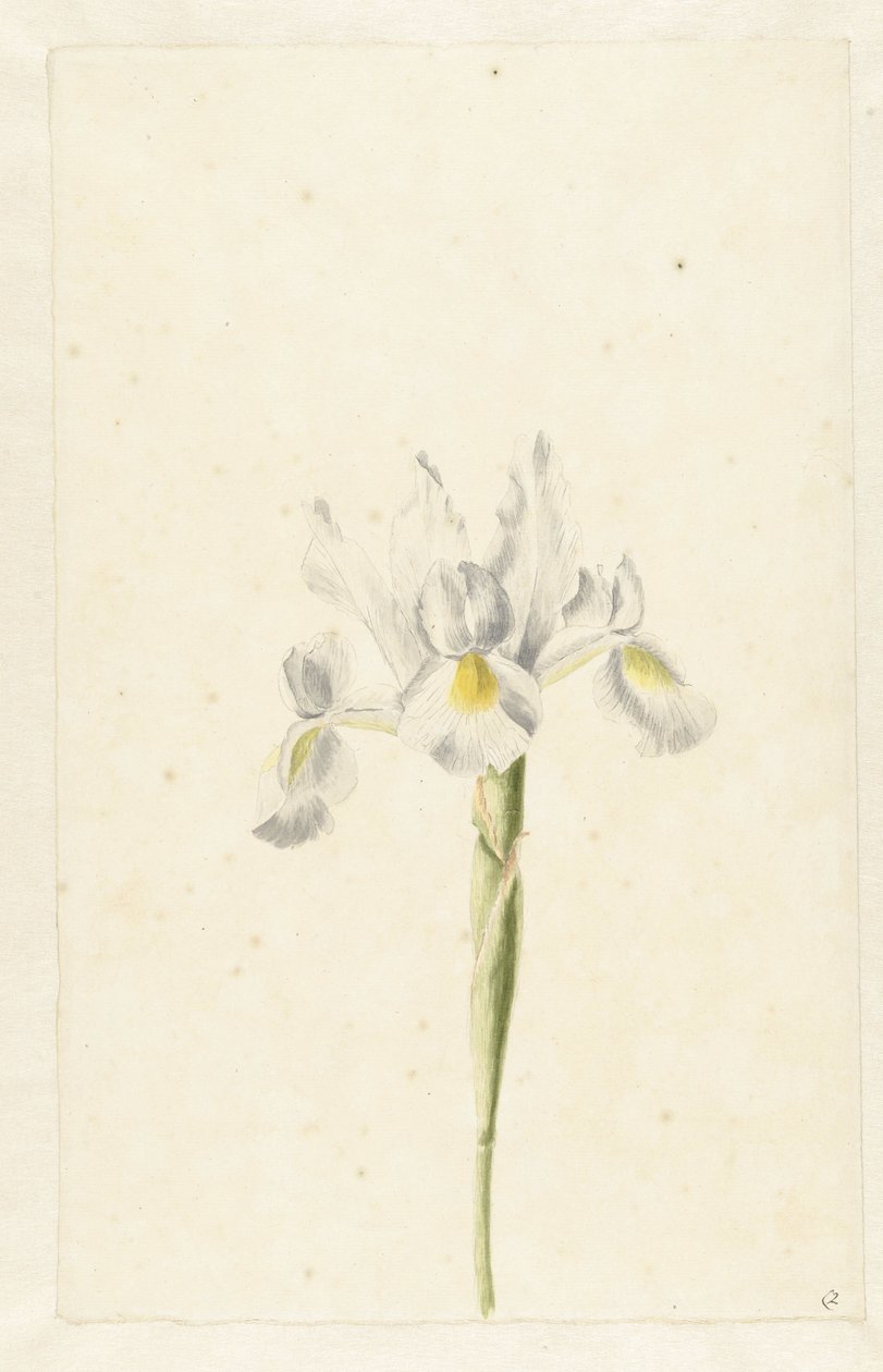 Hvid iris (Iris albicans) af Pieter Withoos (circle of)