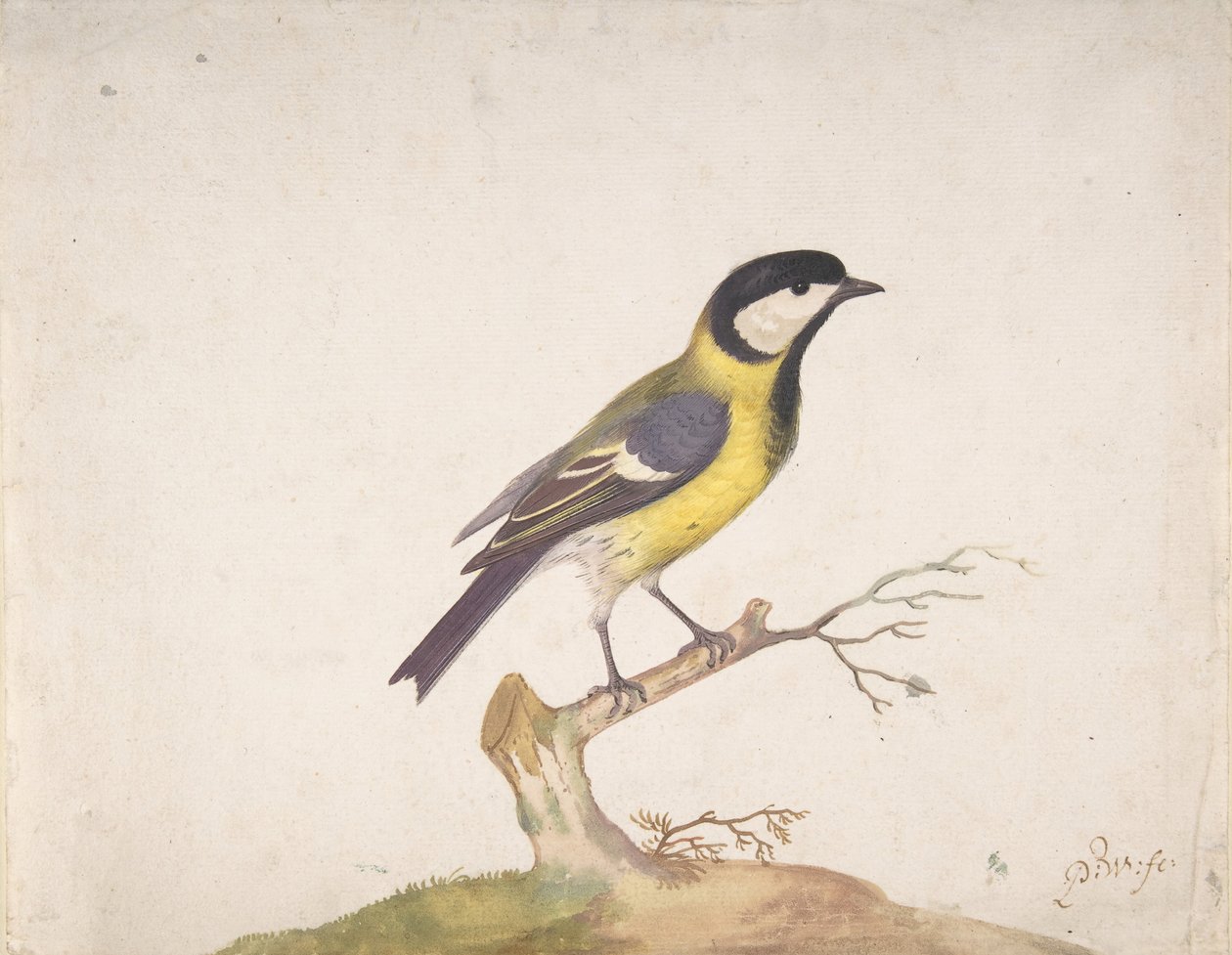 En stormejse Parus major sad på en gren, 1670-93. af Pieter Withoos