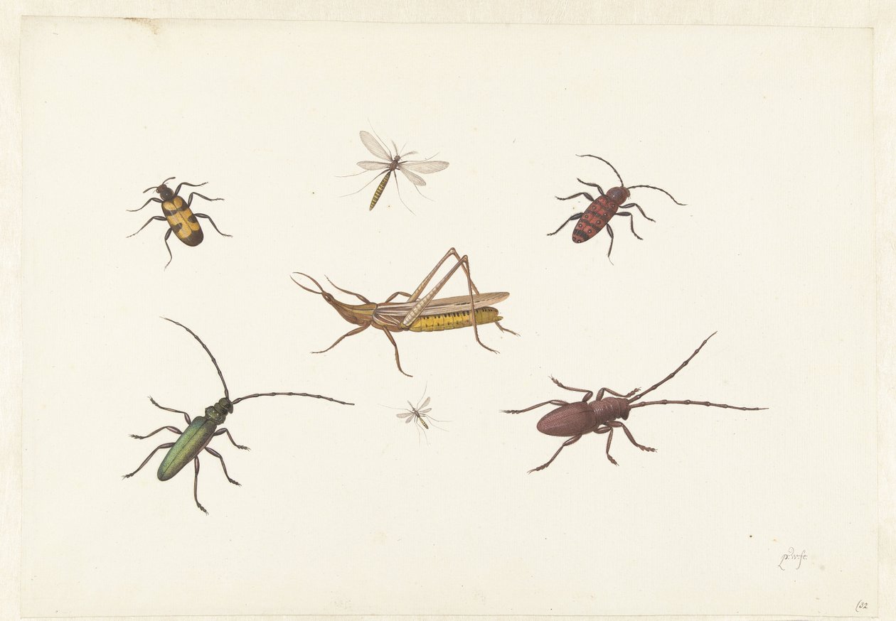 Et ark med syv forskellige insekter Ark med syv forskellige insekter af Pieter Withoos