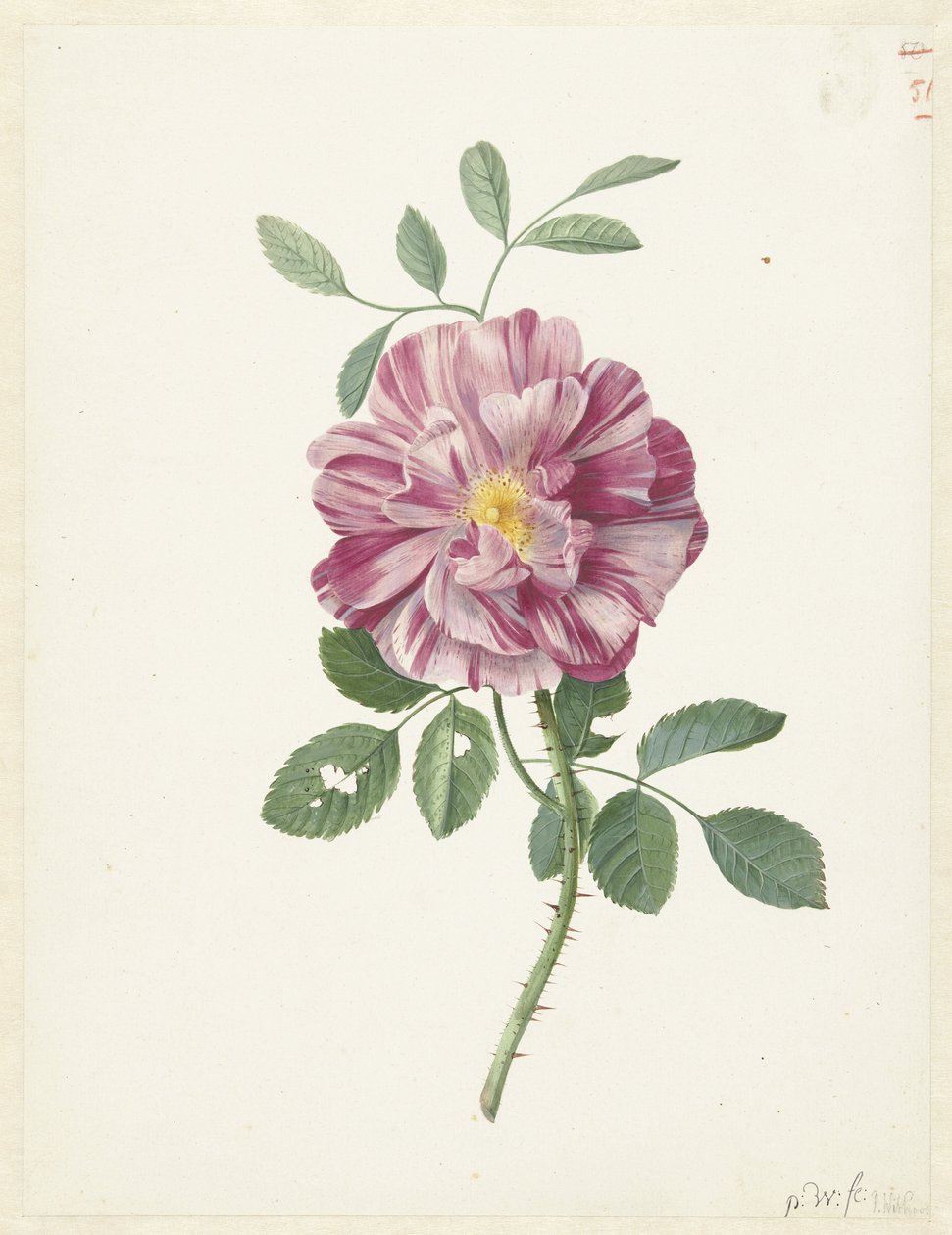 Gallisk rose (Rosa gallica L. 