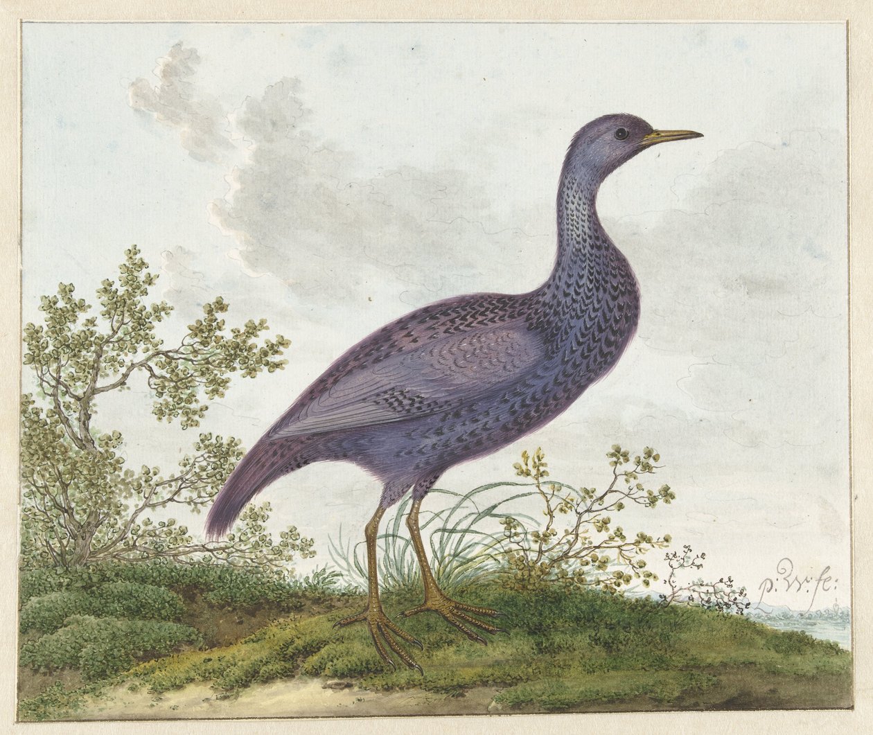 Spotted Crake (Porzana porzana) ? af Pieter Withoos