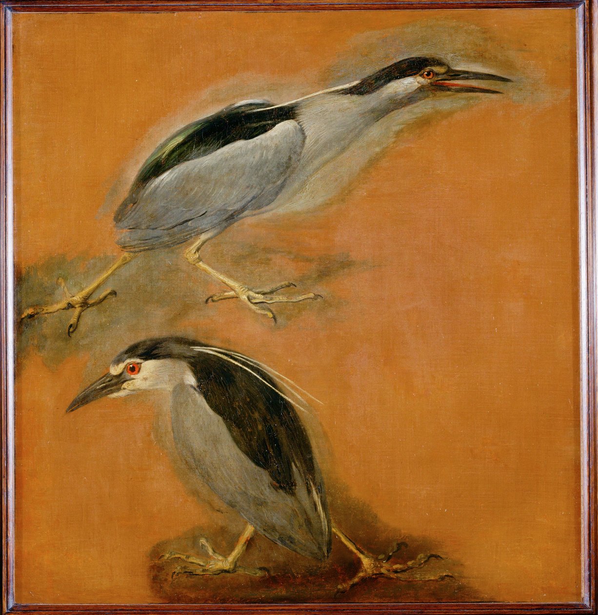 To hejrer (maleri på lærred) af Pieter or Peter Boel