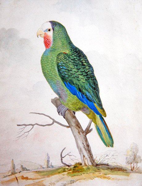 En papegøje i et landskab (gouache over pen og sort blæk) af Pieter the Younger Holsteyn