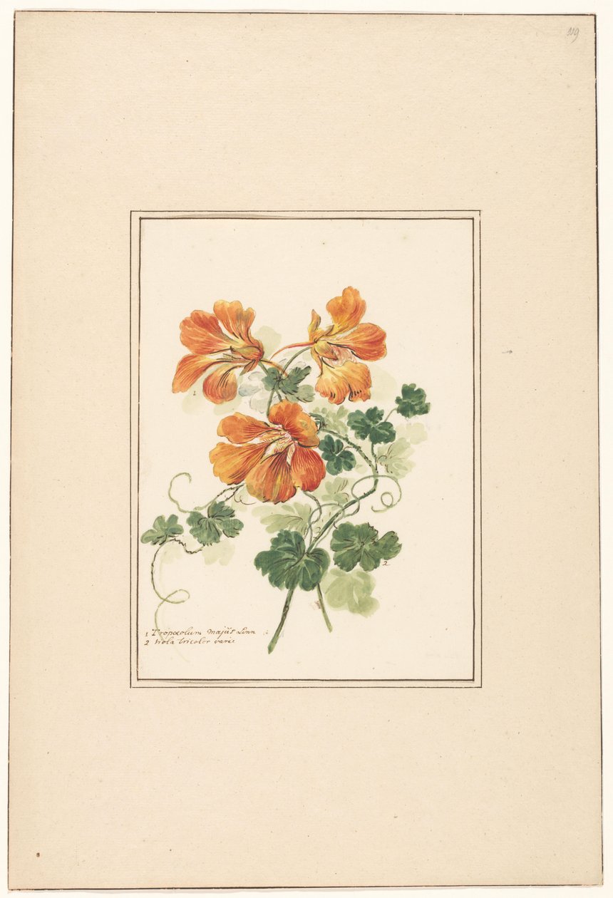 Grene af en Tropaeolum og en viol af Pieter van Loo (attributed to)