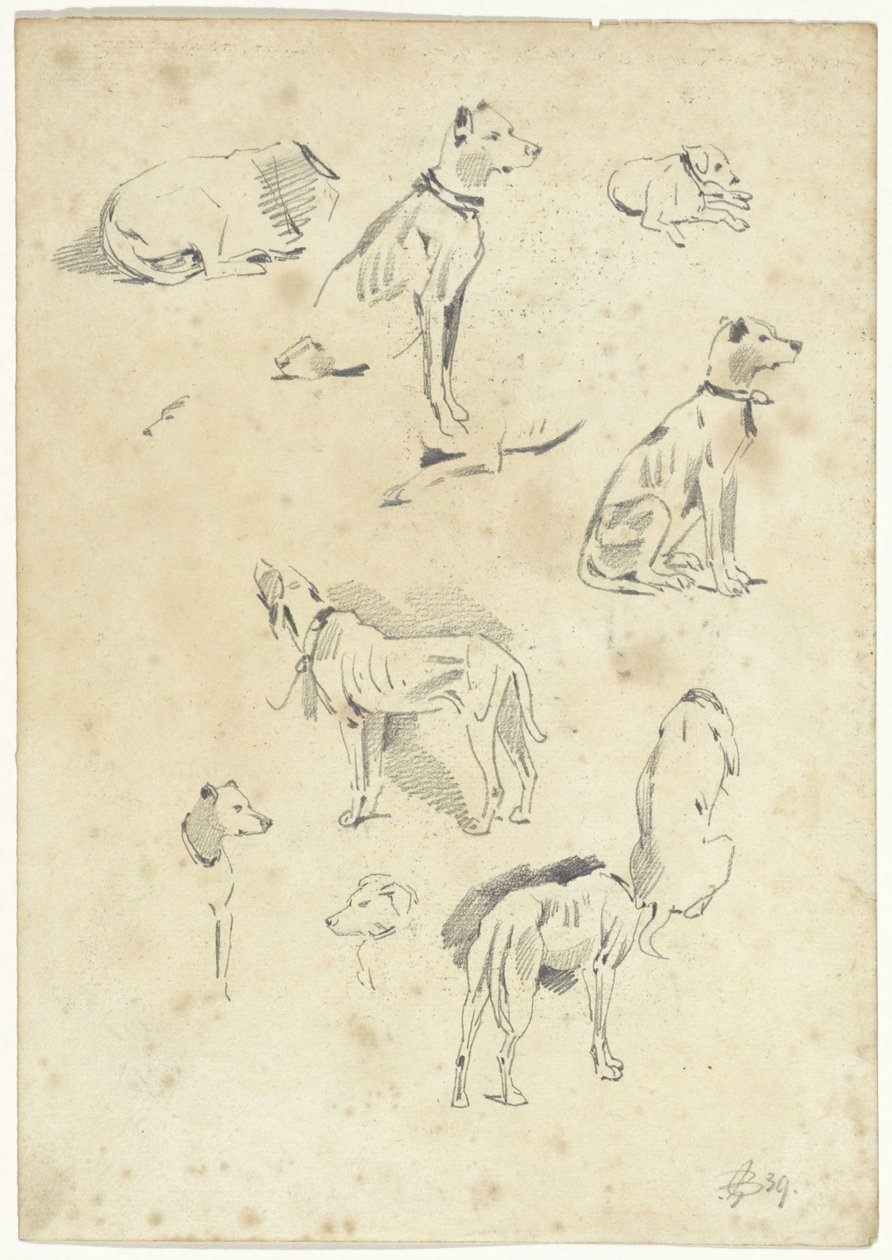Undersøgelser af hunde af Pieter van Loon