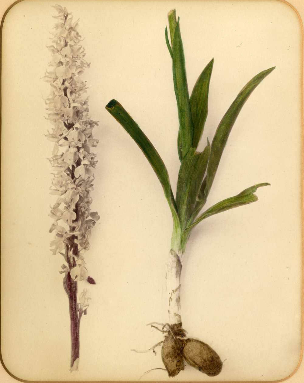 Blomst og løg, 1870
