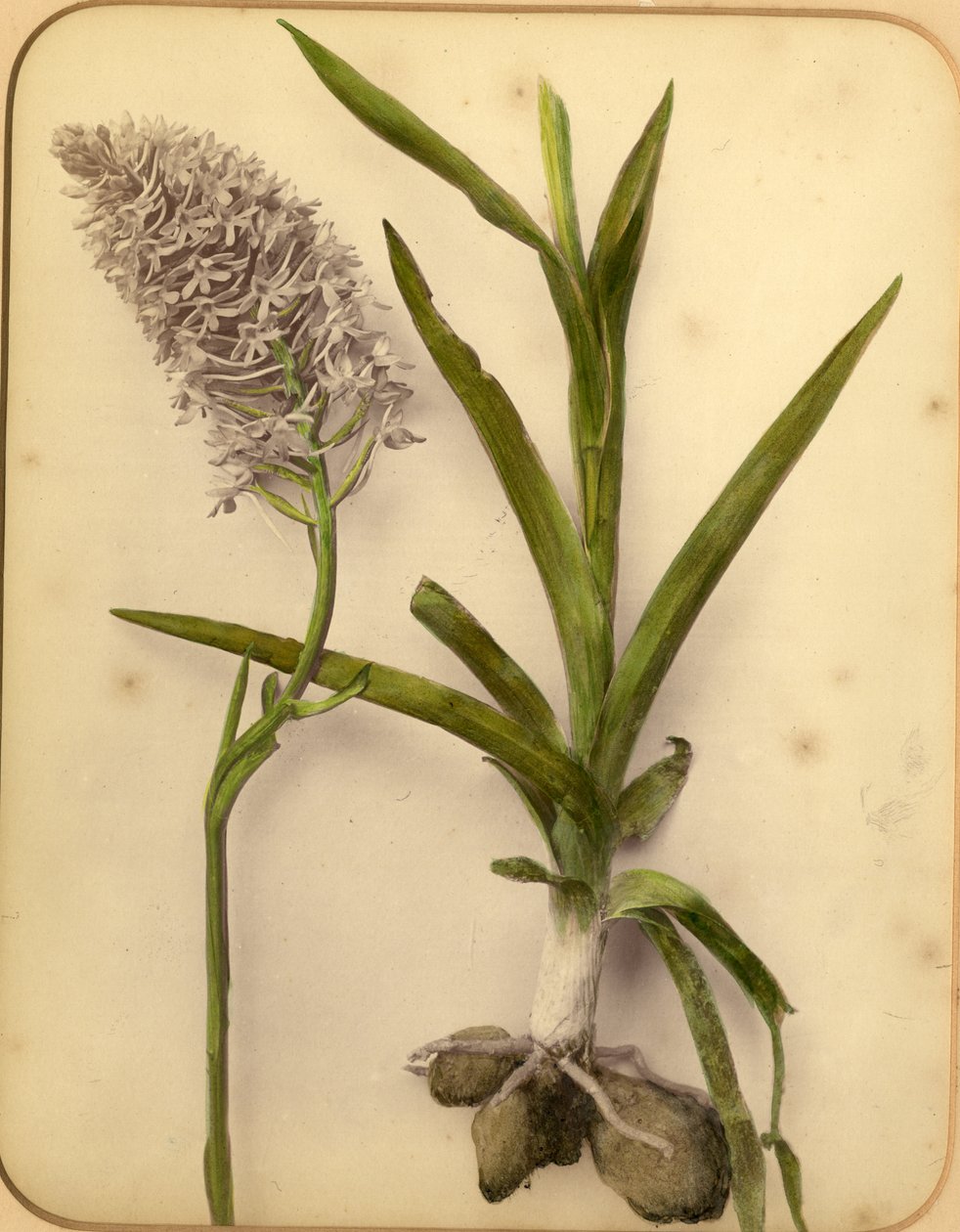 Blomster og løg, 1870