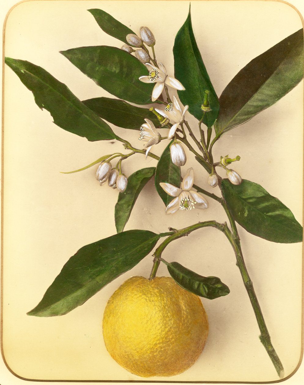 Lemon, 1870