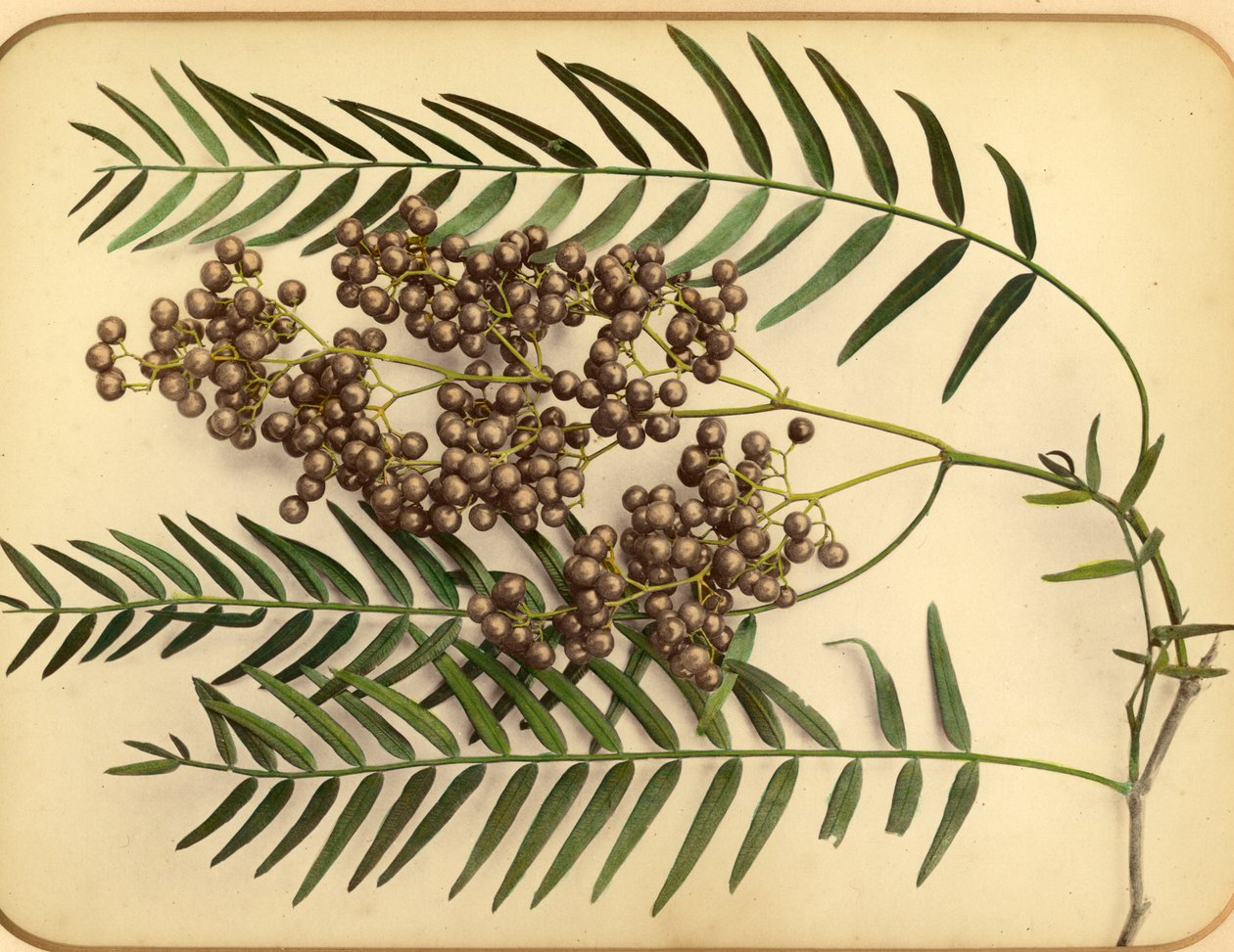 Lilla blomster, 1870