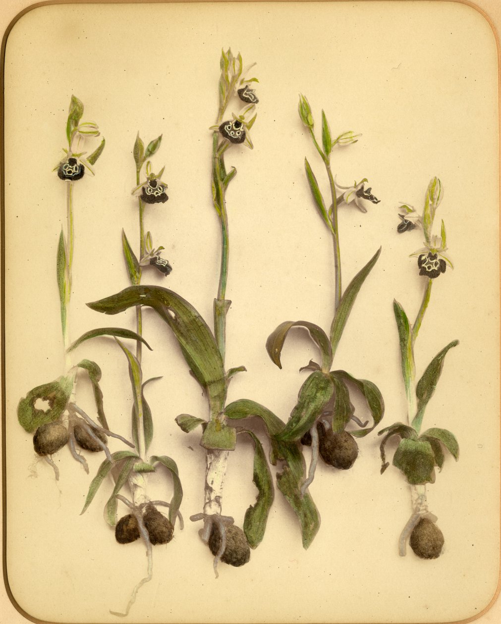 Wild Orchid, 1870