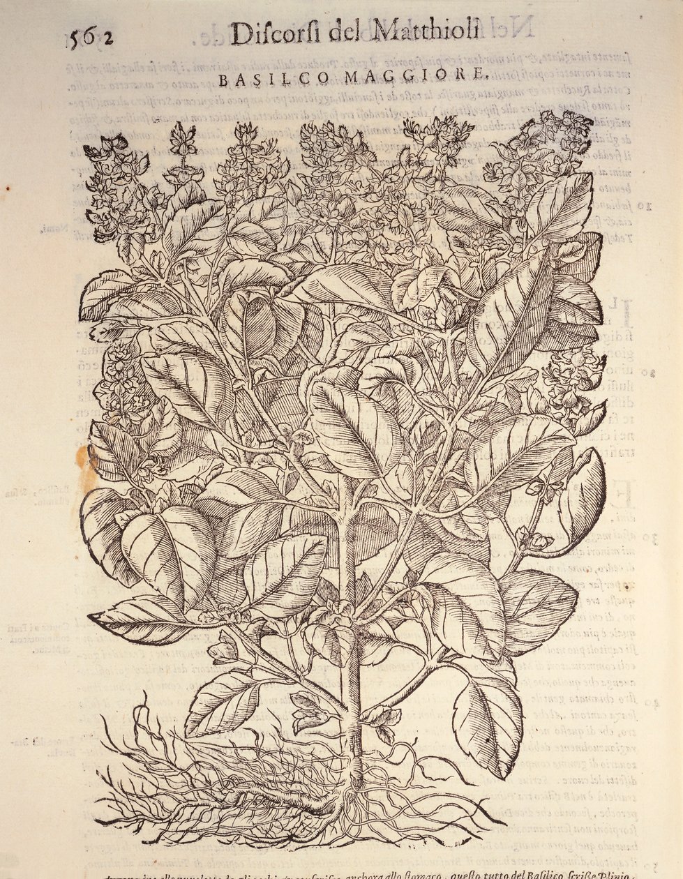 Basilikum (ocymum basilicum), gravering af Pier Andrea Mattioli af Pietro Andrea Mattioli