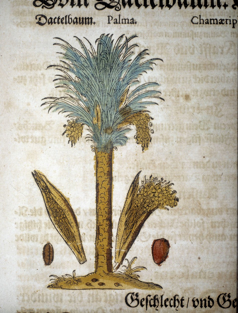 Botanisk tavle: Palme med dadler - I “” herbarium mattioli””. af Pietro Andrea Mattioli