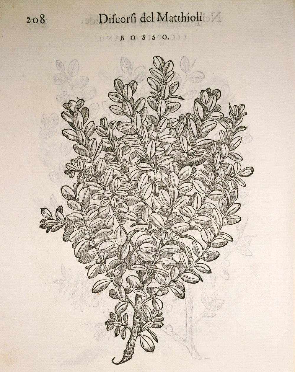 Almindelig æske eller buksbom (Buxus sempervirens), gravering af Pier Andrea Mattioli af Pietro Andrea Mattioli