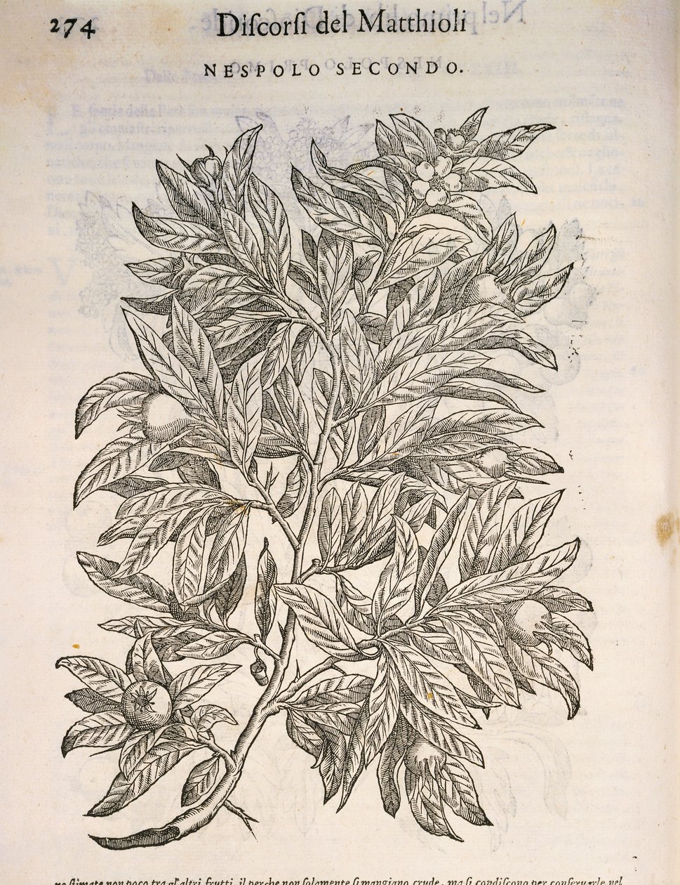 Almindelig mispel (Mespilus germanica), gravering af Pier Andrea Mattioli af Pietro Andrea Mattioli