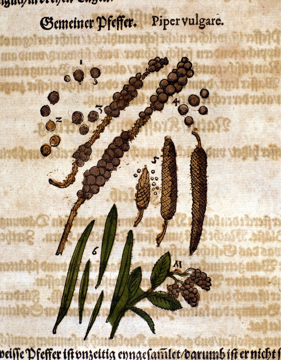 Almindelig peber. Gravering - i "" Kreutterbuch dess højt lærde og velkendte Mr. D. Petri Andreae Matthioli"" af Pietro Andrea Mattioli (Matthiole) (1500-1577). Frankfurt af Pietro Andrea Mattioli