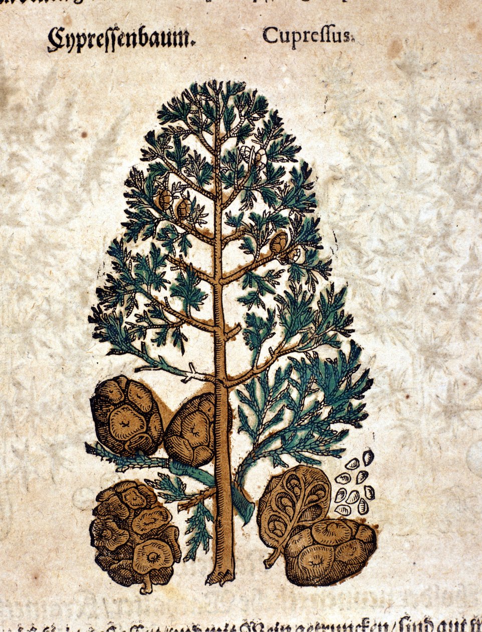 Cyberkegle. Gravering - i "" Kreutterbuch Dess højt lærde og velkendte Mr. D. Petri Andreae Matthioli"" af Pietro Andrea Mattioli (Matthiole) (1500-1577). Frankfurt af Pietro Andrea Mattioli