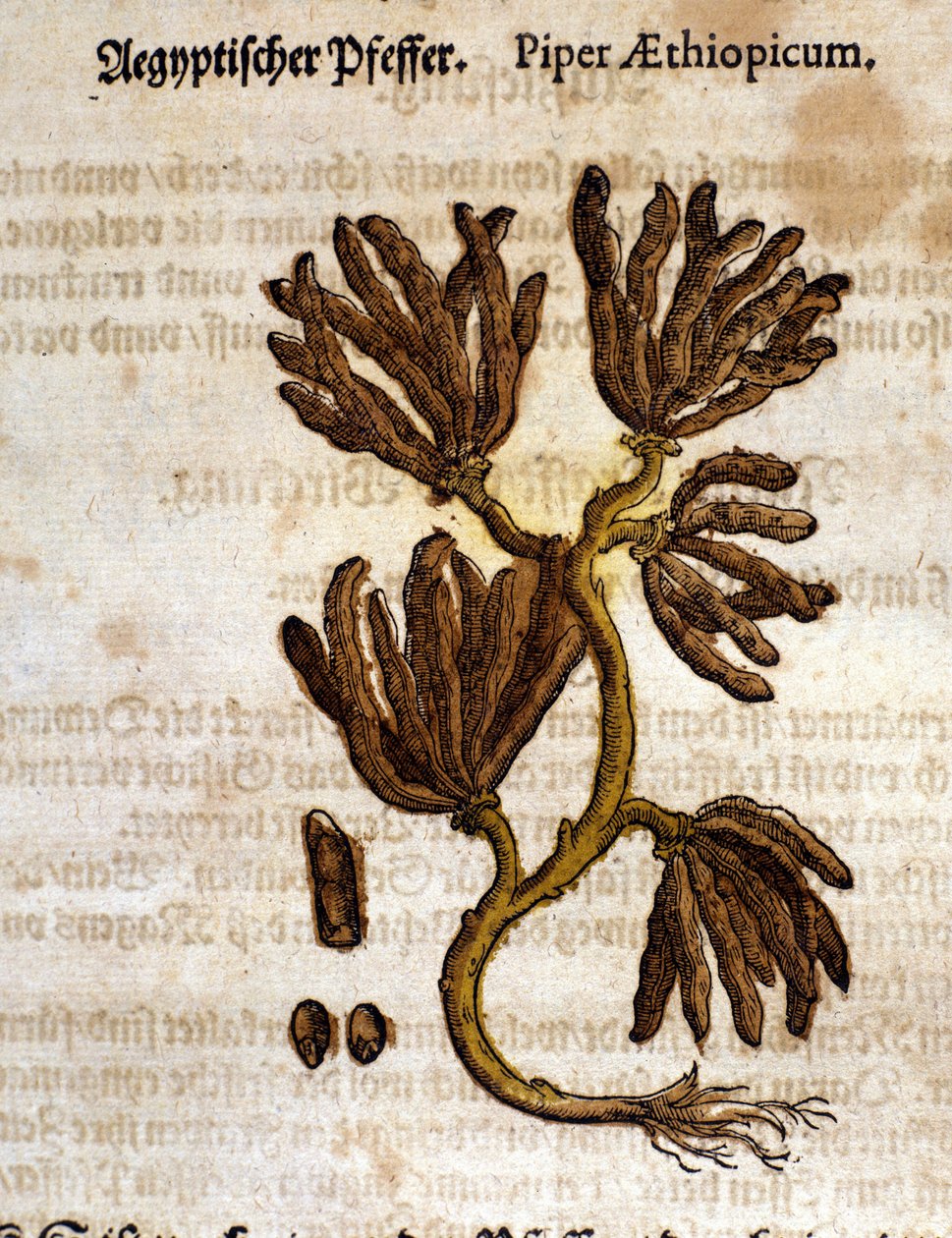 Etiopisk peber. Gravering - i "" Kreutterbuch dess højt lærde og velkendte Mr. D. Petri Andreae Matthioli"" af Pietro Andrea Mattioli (Matthiole) (1500-1577). Frankfurt af Pietro Andrea Mattioli