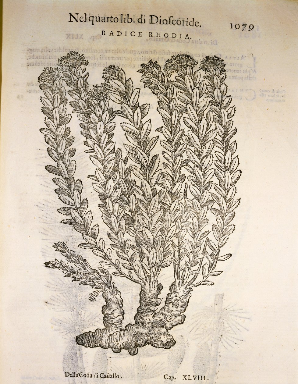 Gylden rod eller rosenrod (Rhodiola rosea), gravering af Pier Andrea Mattioli af Pietro Andrea Mattioli