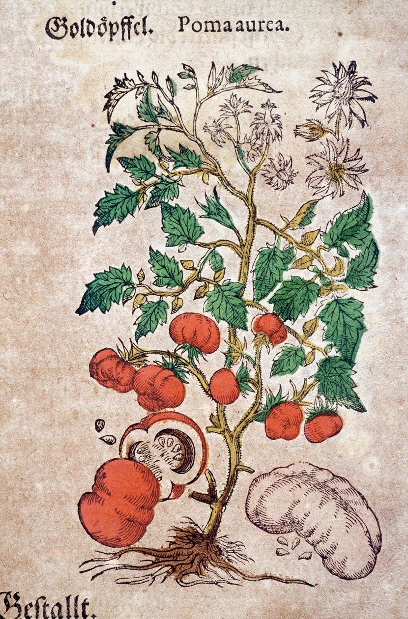 Herbarium: botanisk planoma aureache, der repræsenterer en tomatplante (Caulis floridus). Indgravering i "Kreutterbuch des hochgelehrten und farfamousen Herr D. Petri Andreae Matthioli"" af Pietro Andrea Mattioli (Matthiole) af Pietro Andrea Mattioli