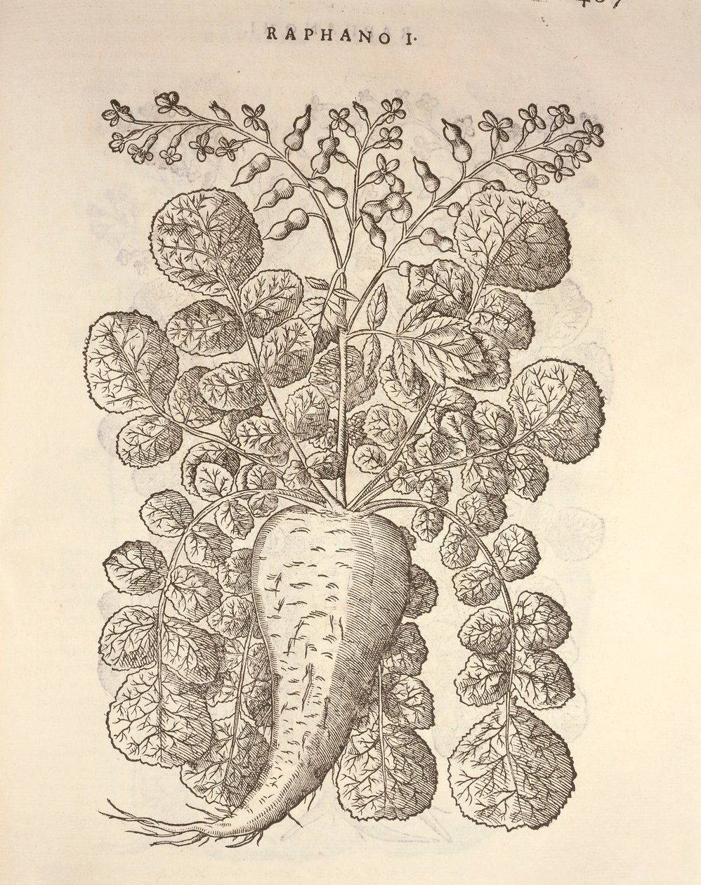 Peberrod (Armoracia rusticana), gravering af Pier Andrea Mattioli af Pietro Andrea Mattioli