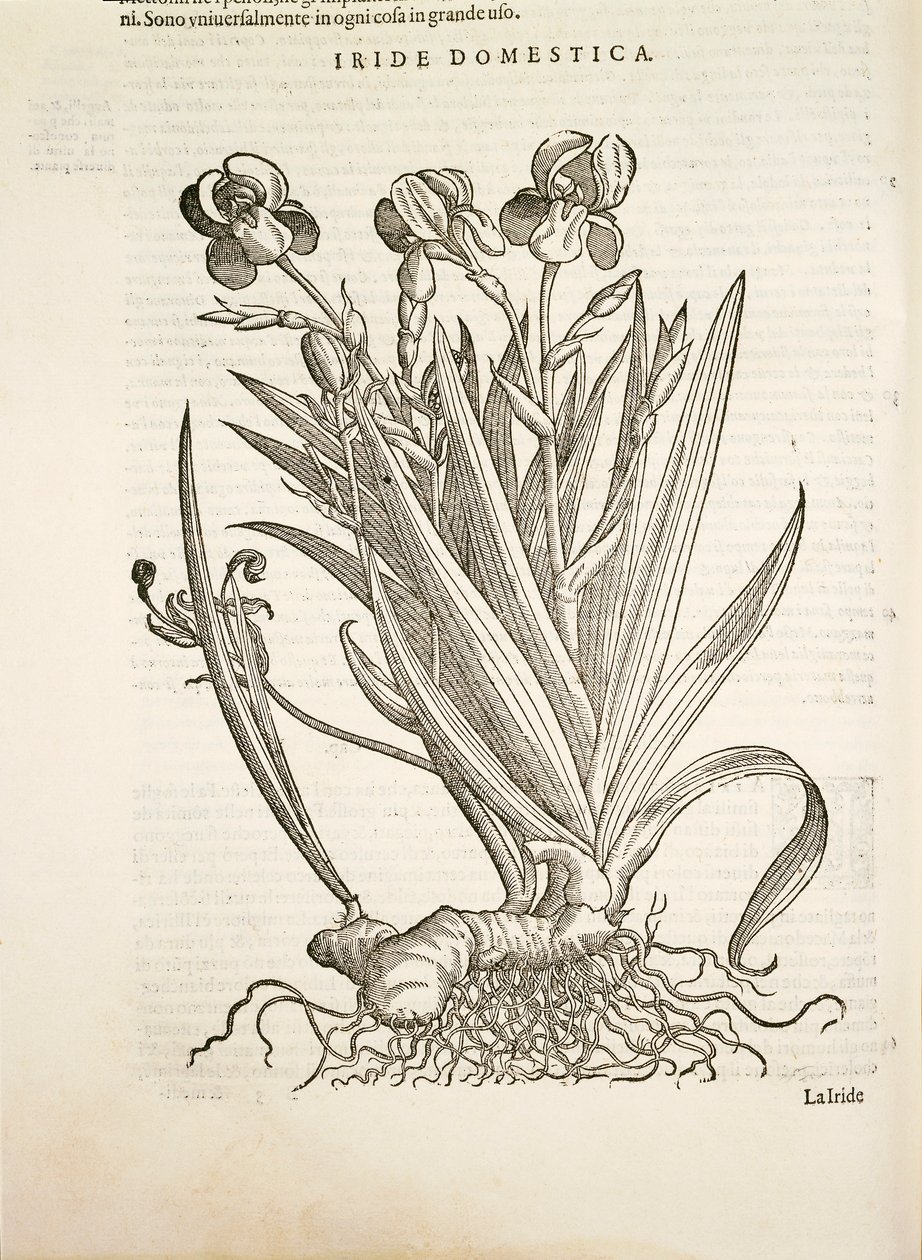 Iris (Domestic iris), gravering af Pier Andrea Mattioli af Pietro Andrea Mattioli