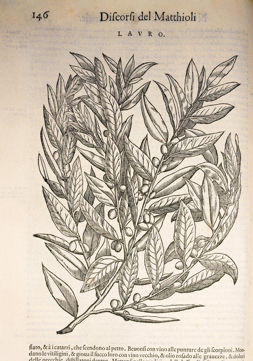 Laurel (Laurus), gravering af Pier Andrea Mattioli af Pietro Andrea Mattioli