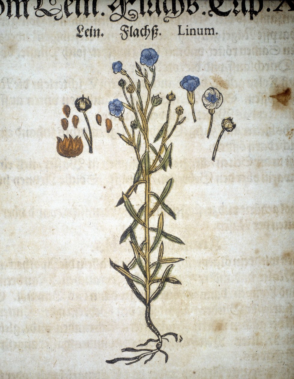Lin eller Linum - I ""Herbarium Mattioli"". af Pietro Andrea Mattioli