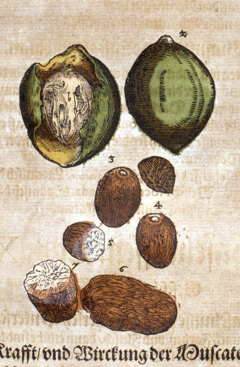 Noix de muscade. Dybtryk - i "" Kreutterbuch dess højt lærde og velkendte Mr. D. Petri Andreae Matthioli"" af Pietro Andrea Mattioli (Matthiole) (1500-1577). Frankfurt af Pietro Andrea Mattioli