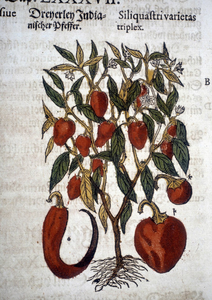 Peberfrugt eller Siliquaftri varietas triplex - I ""Herbier Mattioli"" af Pietro Andrea Mattioli