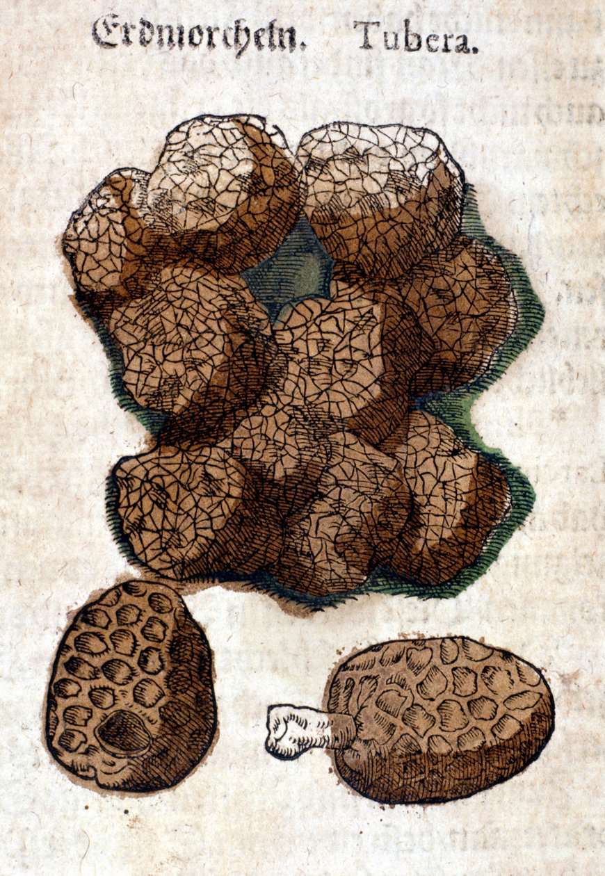 Kartoffel eller kartoffel. Gravering - i "" Kreutterbuch Dess højt lærde og velkendte Mr. D. Petri Andreae Matthioli"" af Pietro Andrea Mattioli (Matthiole) (1500-1577). Frankfurt af Pietro Andrea Mattioli