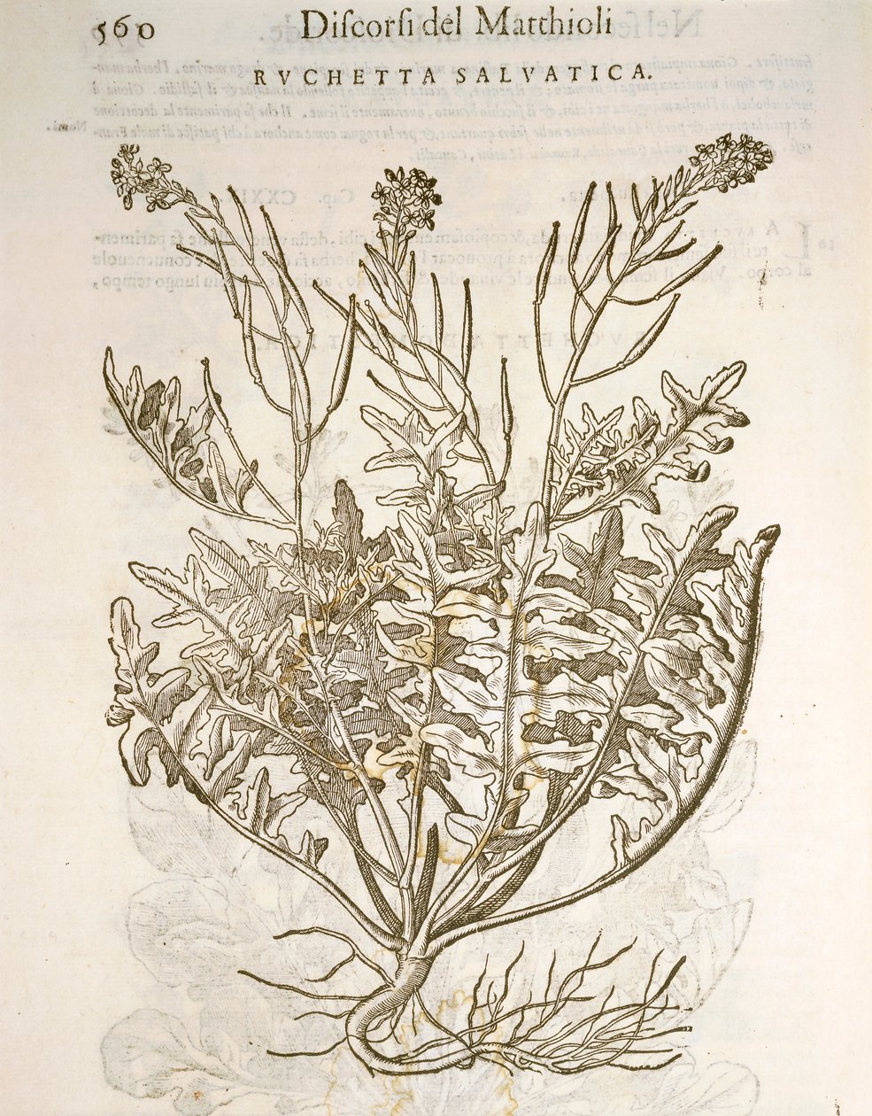 Rucola (Eruca sativa), gravering af Pier Andrea Mattioli af Pietro Andrea Mattioli