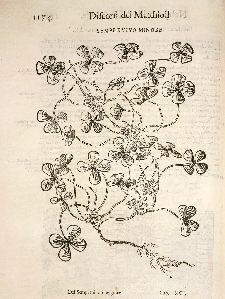 Sempervivum (Minor houseleek), gravering af Pier Andrea Mattioli af Pietro Andrea Mattioli