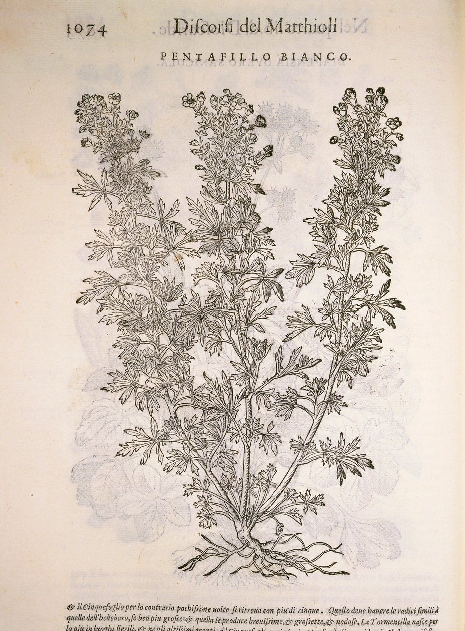 Silverweed (Potentilla alba), gravering af Pier Andrea Mattioli af Pietro Andrea Mattioli