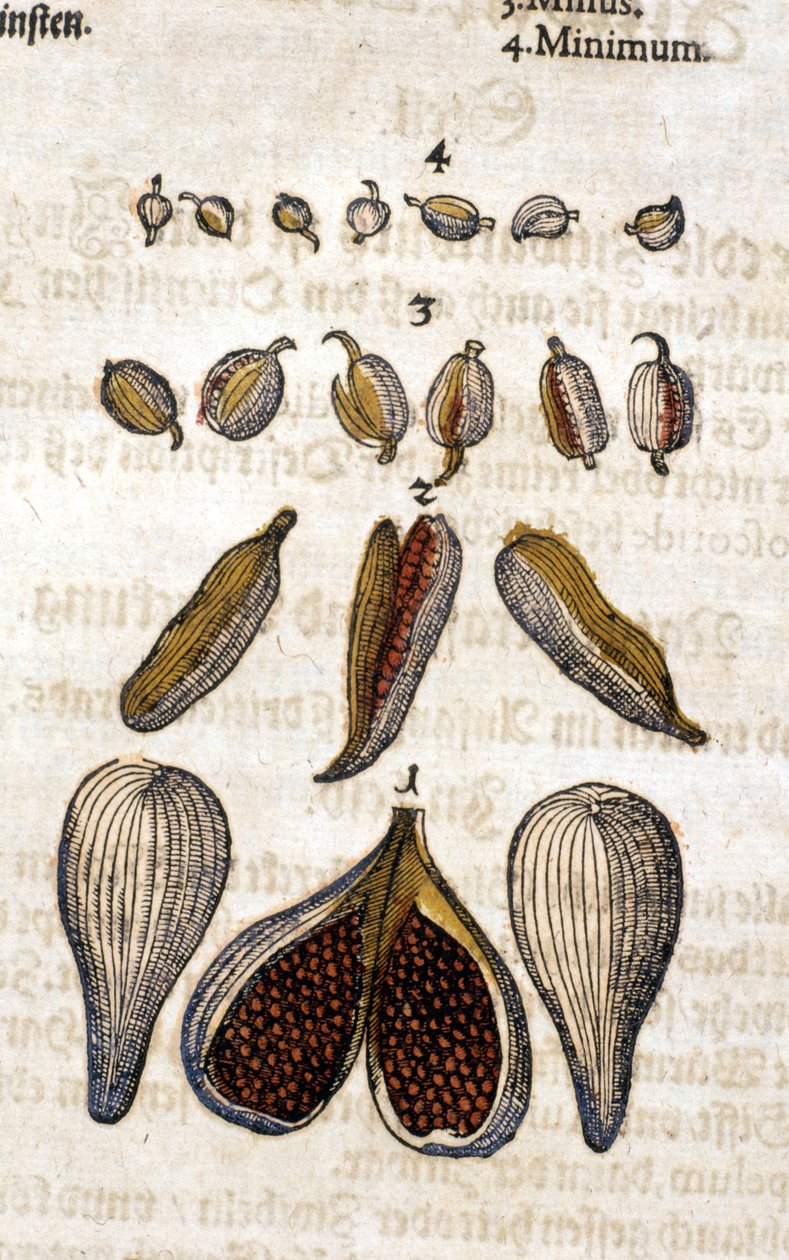 Kardemommen. Gravering - i "" Kreutterbuch Dess højt lærde og velkendte Mr. D. Petri Andreae Matthioli"" af Pietro Andrea Mattioli (Matthiole) (1500-1577). Frankfurt af Pietro Andrea Mattioli