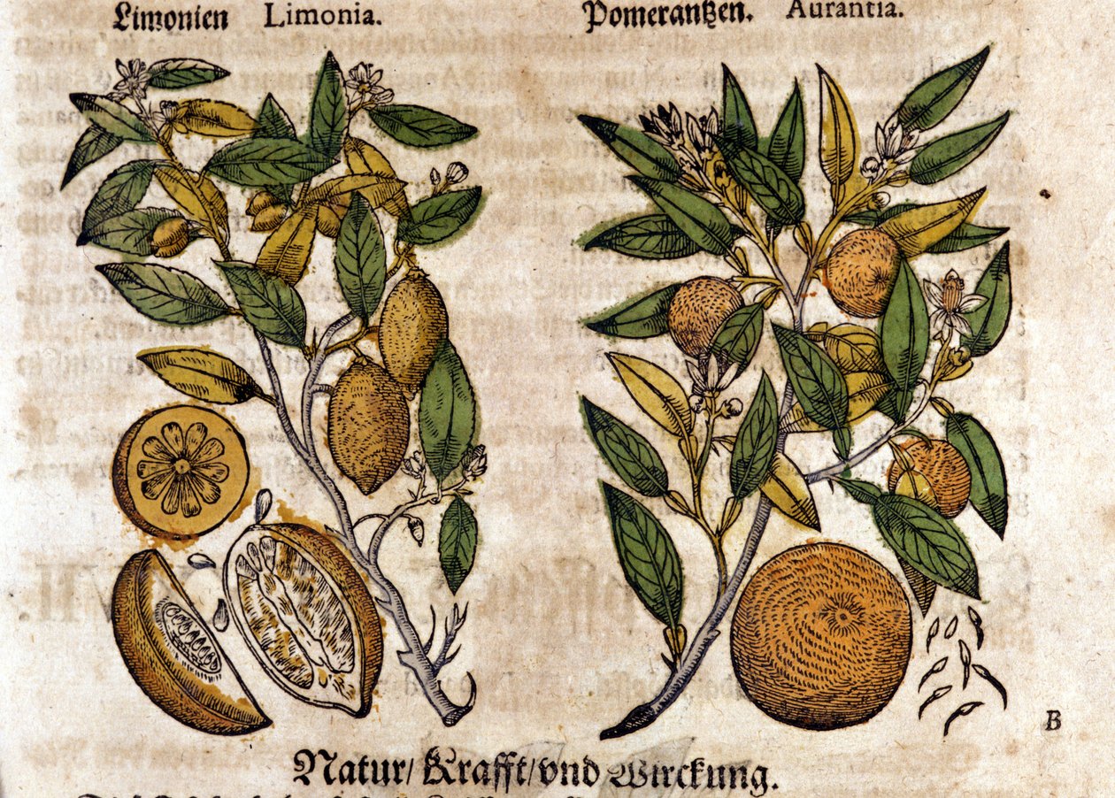 Citrusen. Appelsin og citrontræ. Gravering - i "" Kreutterbuch dess højt lærde og velkendte Mr. D. Petri Andreae Matthioli"" af Pietro Andrea Mattioli (Matthiole) (1500-1577). Frankfurt af Pietro Andrea Mattioli