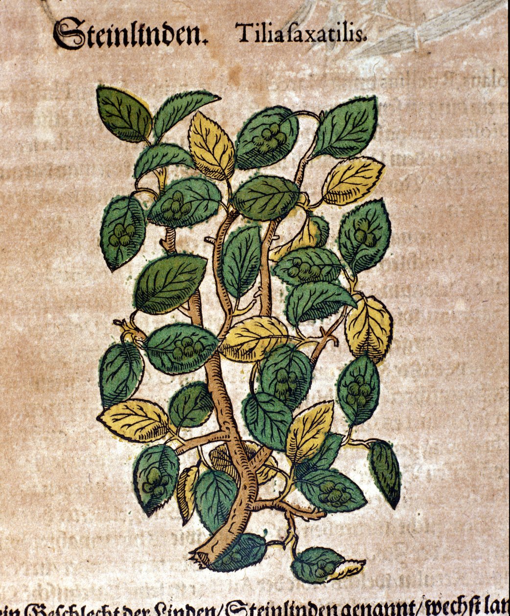 Lindetræet. Gravering - i "" Kreutterbuch Dess højt lærde og velkendte Mr. D. Petri Andreae Matthioli"" af Pietro Andrea Mattioli (Matthiole) (1500-1577). Frankfurt af Pietro Andrea Mattioli