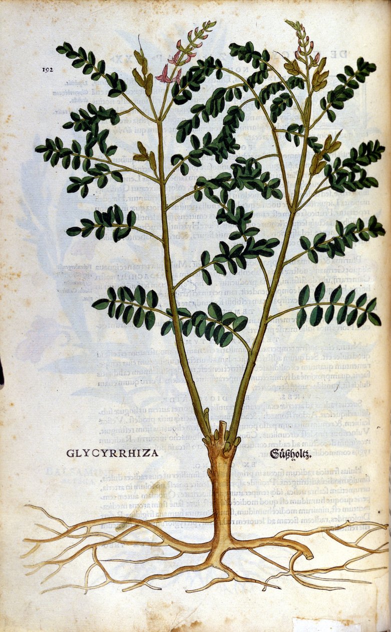 Lakridsen. Gravering - i "" Kreutterbuch dess højt lærde og velkendte Mr. D. Petri Andreae Matthioli"" af Pietro Andrea Mattioli (Matthiole) (1500-1577). Frankfurt af Pietro Andrea Mattioli