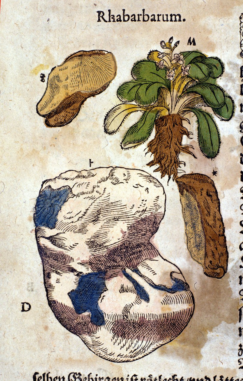 Rabarberne. Gravering - i "" Kreutterbuch dess højt lærde og velkendte Mr. D. Petri Andreae Matthioli"" af Pietro Andrea Mattioli (Matthiole) (1500-1577). Frankfurt af Pietro Andrea Mattioli