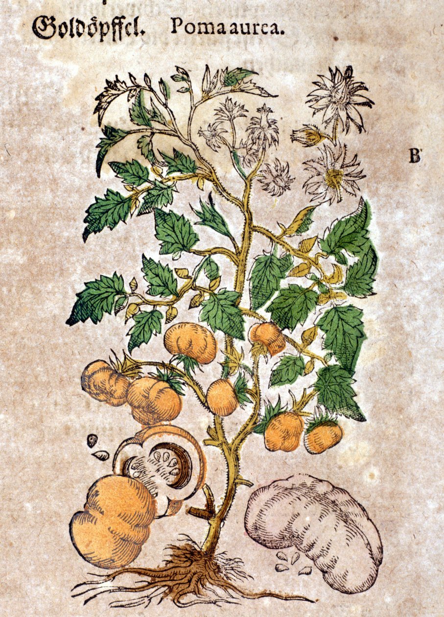tomat. Gravering - i "" Kreutterbuch Dess højt lærde og velkendte Mr. D. Petri Andreae Matthioli"" af Pietro Andrea Mattioli (Matthiole) (1500-1577). Frankfurt af Pietro Andrea Mattioli