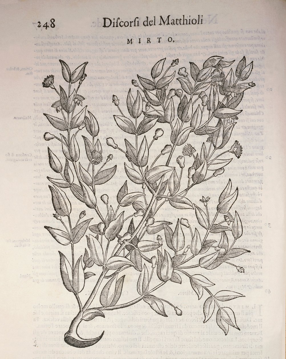 Ægte myrte (Myrtus communis), gravering af Pier Andrea Mattioli af Pietro Andrea Mattioli
