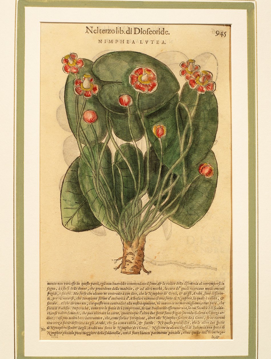 Gul åkande (Nymphaea lutea), farvet gravering af Pietro Andrea Mattioli